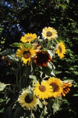 Picture of Helianthus (Sunflower) - Cucumerifolius Mixed